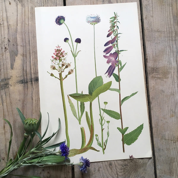 Vintage Botanical Print - Corn Chamomile (S)