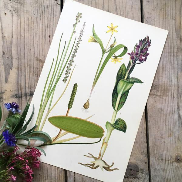 Vintage Botanical Print - Curled Dock (E)