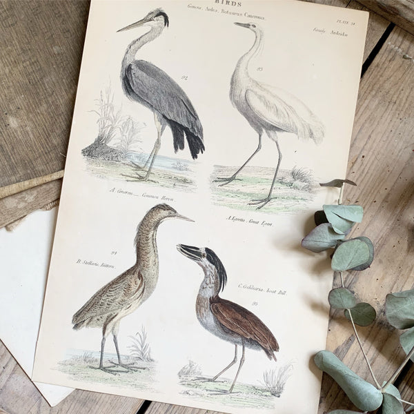 Victorian Engraved Bird Illustrations