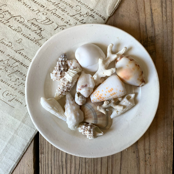 A Collection of Sea Shells in a Seashell