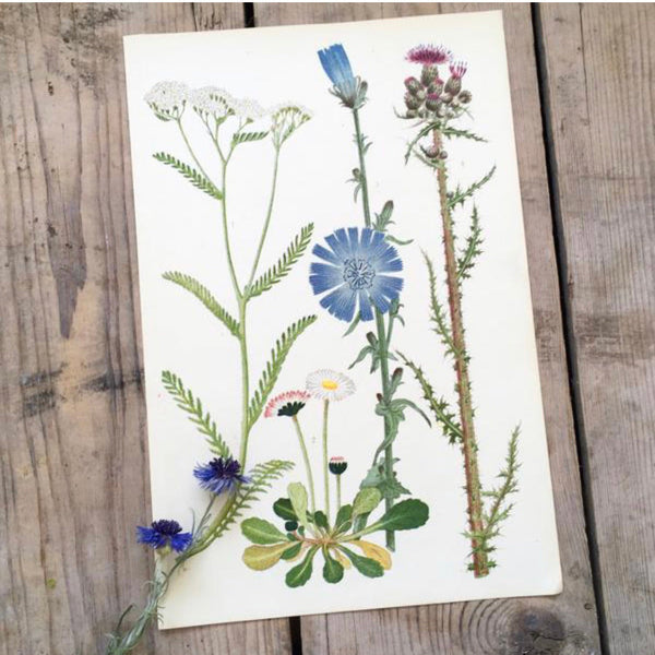 Vintage Botanical Print - Colts-foot (V)