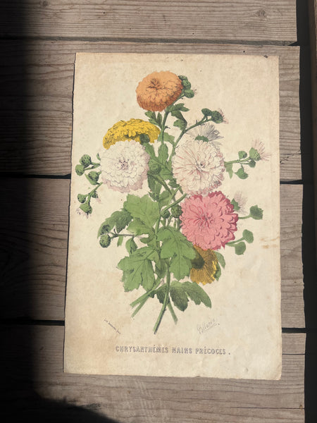 19C Botanical Book Plate