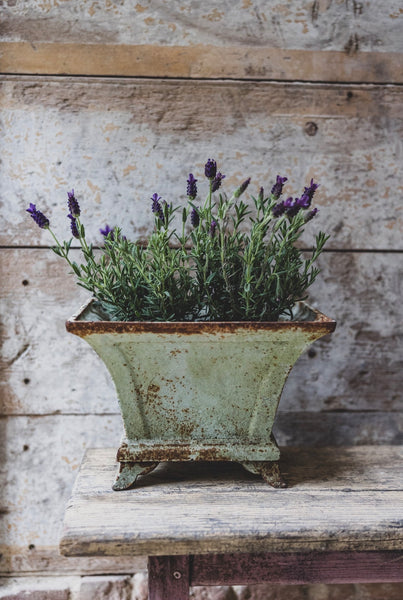 Cast antique Jardinere