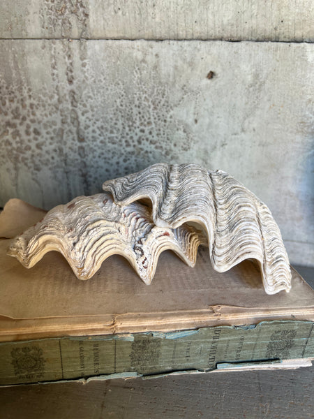 Vintage Clam Shells