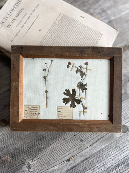 Sweet Antique Framed Herbarium