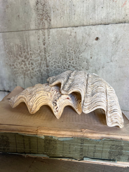 Vintage Clam Shells