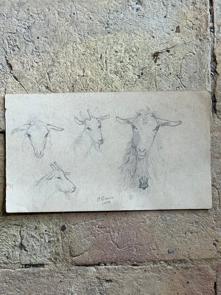 1902 French Goat Sketch