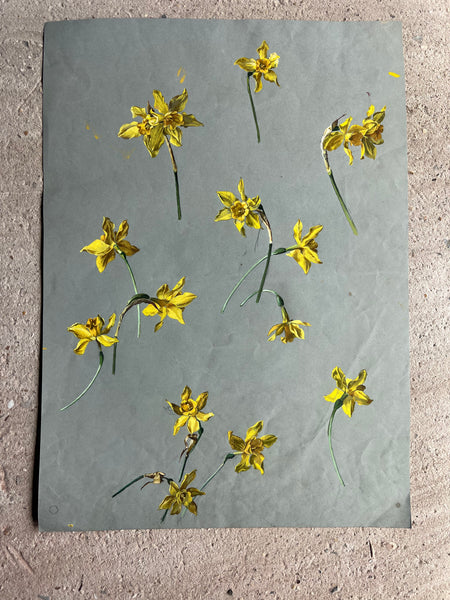 Gorgeous Daffodil Vintage Painting