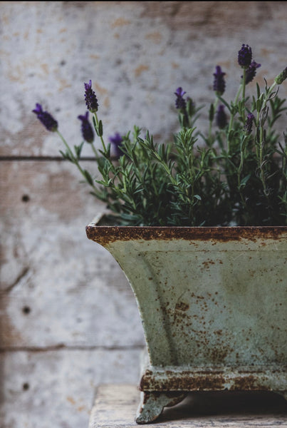 Cast antique Jardinere