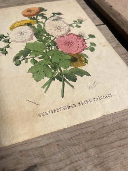19C Botanical Book Plate