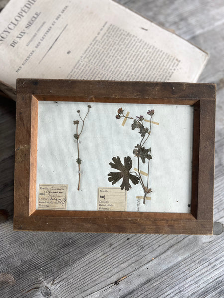 Sweet Antique Framed Herbarium