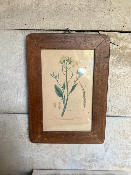 Vintage Framed Botanical Book Plate