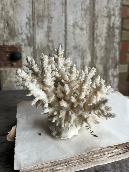 Large Delicate Vintage Coral