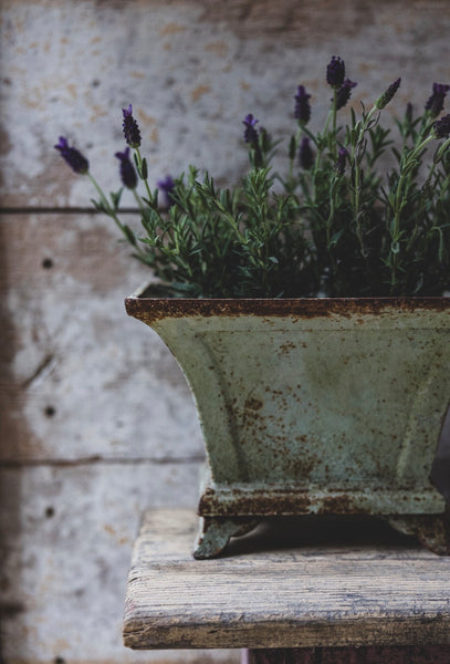 Cast antique Jardinere