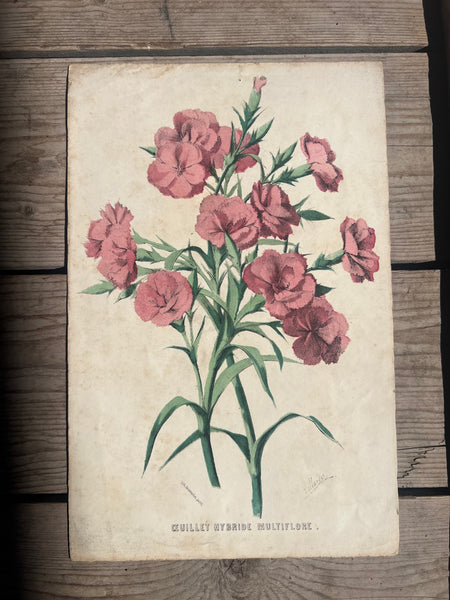 19C Botanical Book Plate