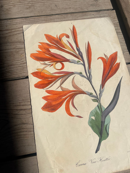 19C Botanical Book Plate