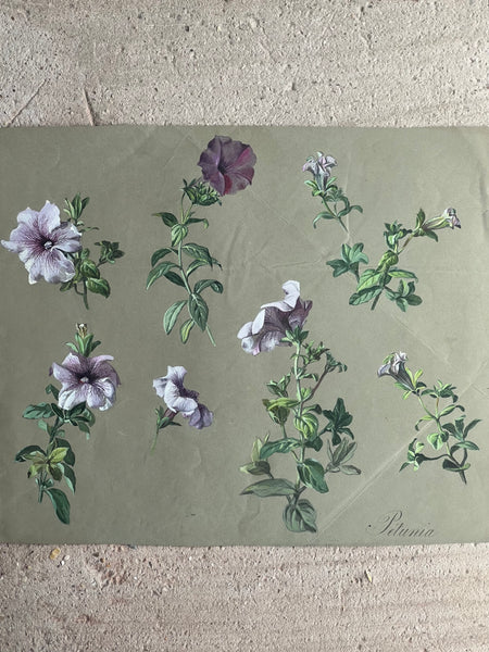 Gorgeous Petunia Vintage Painting