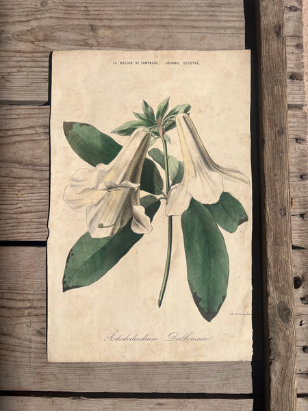19C Botanical Book Plate