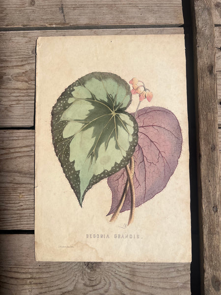 19C Botanical Book Plate