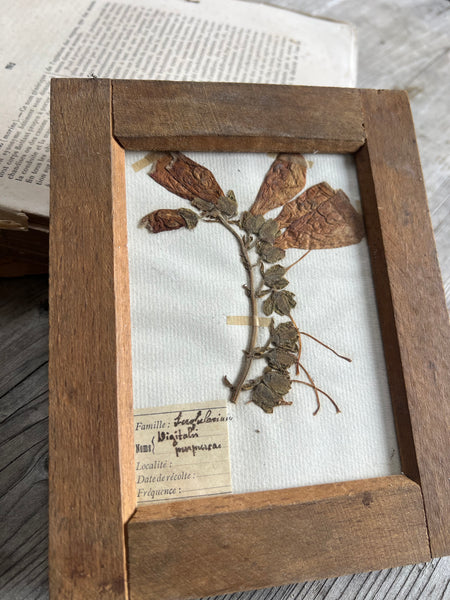 Sweet Antique Framed Herbarium