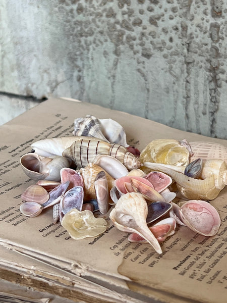 A Collection of Sea Shells