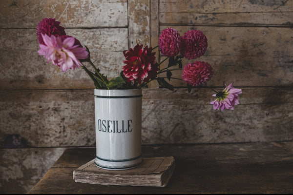 Gorgeous French Sorrel Pot