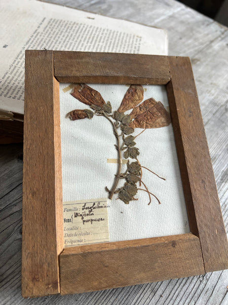 Sweet Antique Framed Herbarium