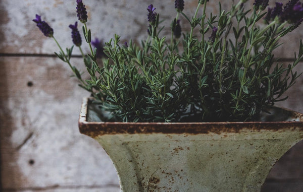 Cast antique Jardinere