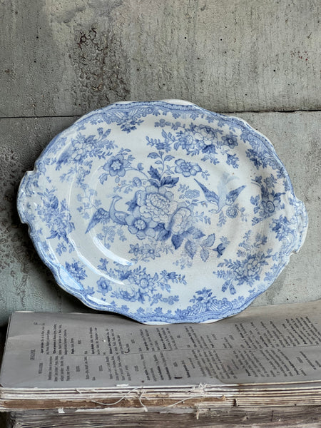 Asiatic Pheasant Dish