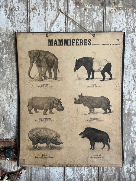 Mammals Vintage French Poster