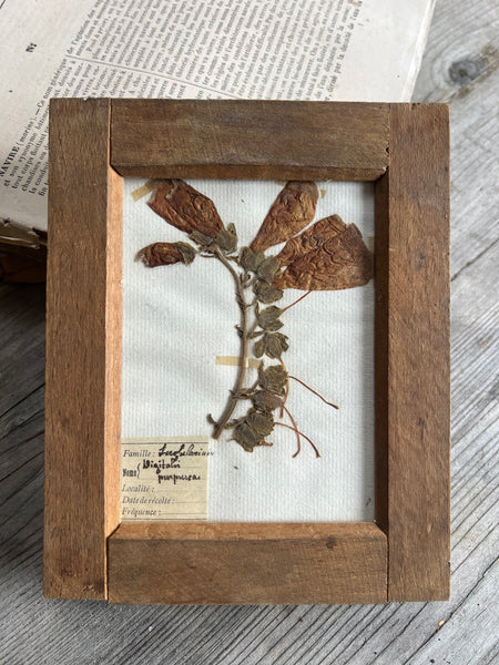 Sweet Antique Framed Herbarium