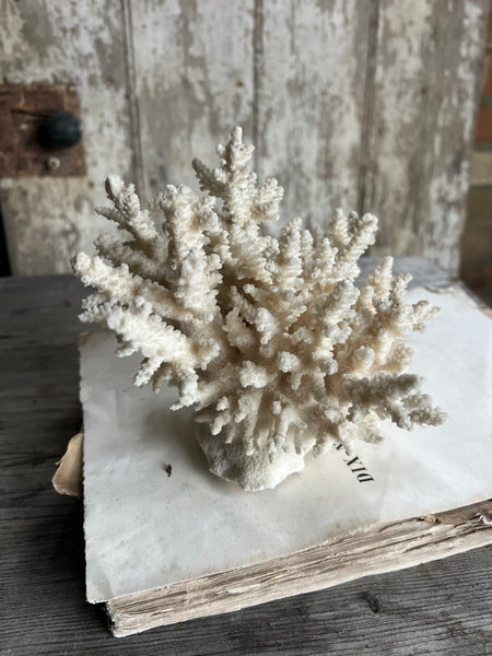 Large Delicate Vintage Coral