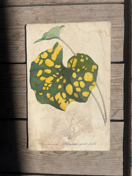 19C Botanical Book Plate
