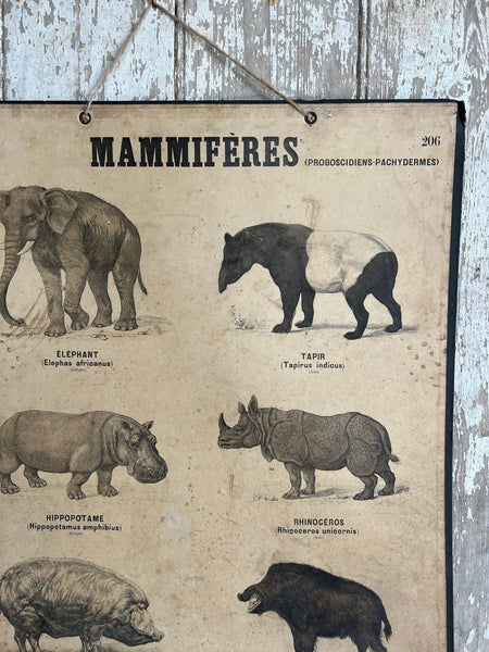Mammals Vintage French Poster