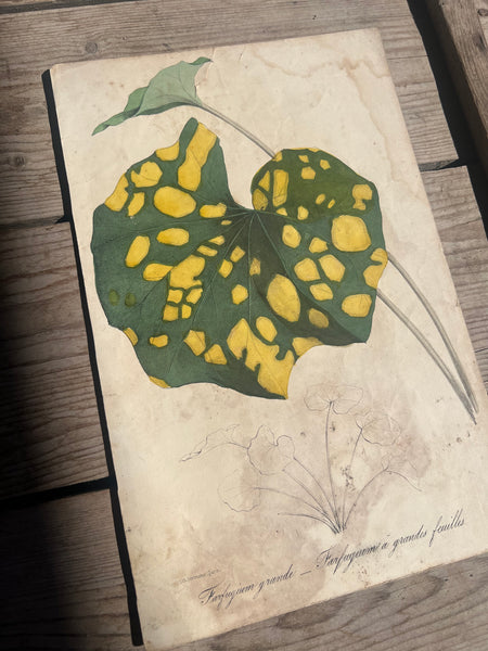 19C Botanical Book Plate