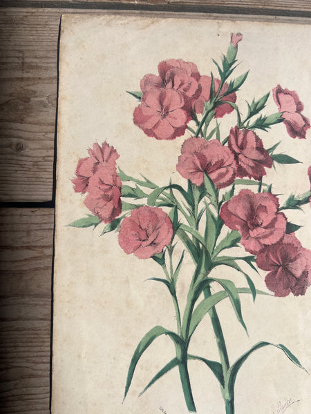 19C Botanical Book Plate