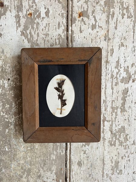 Sweet Antique Framed Herbarium