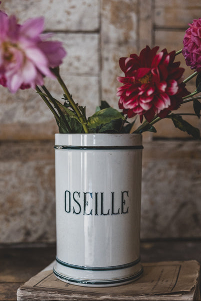 Gorgeous French Sorrel Pot