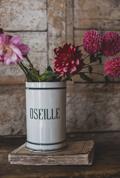 Gorgeous French Sorrel Pot