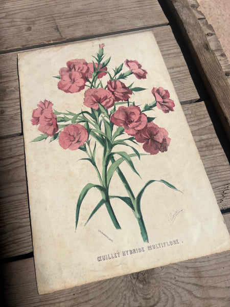 19C Botanical Book Plate