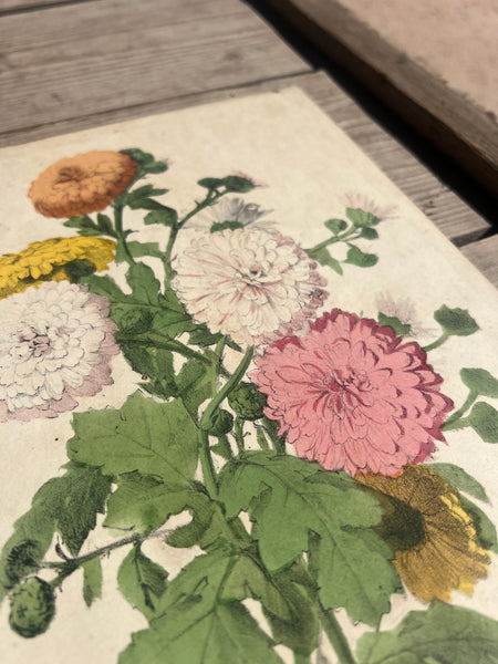 19C Botanical Book Plate