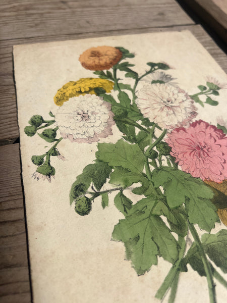19C Botanical Book Plate