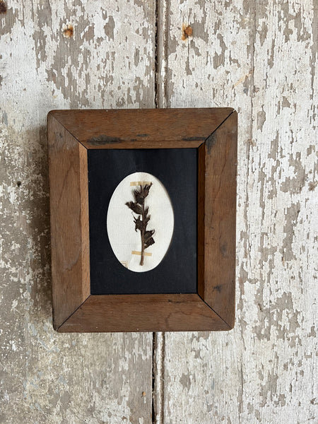 Sweet Antique Framed Herbarium