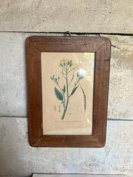 Vintage Framed Botanical Book Plate