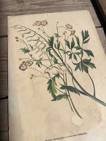 19C Botanical Book Plate