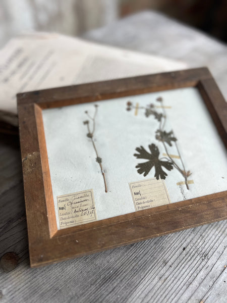 Sweet Antique Framed Herbarium