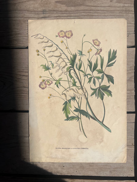 19C Botanical Book Plate