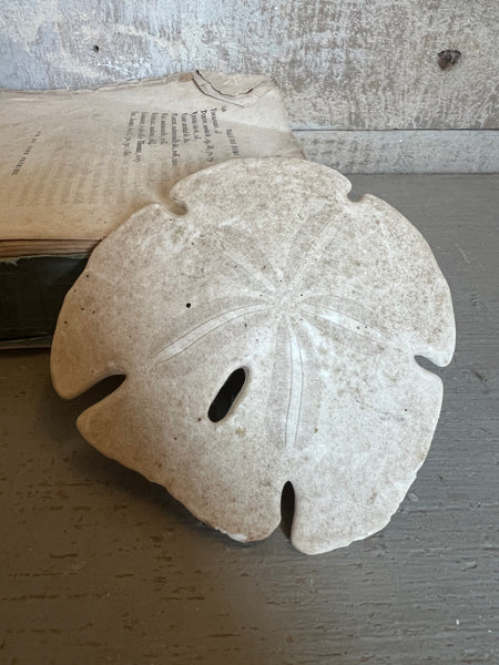 Vintage Urchin