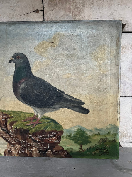Antique French Pigeon Oil Painting