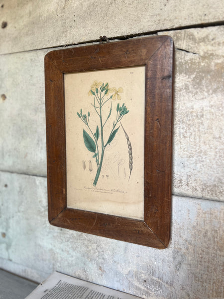 Vintage Framed Botanical Book Plate